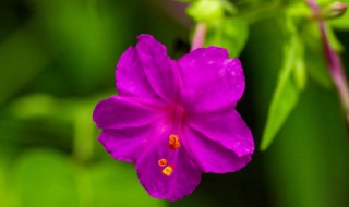 茉莉开花为什么是紫色的（茉莉开花为什么是紫色的正常吗）