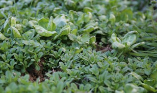 露天荠菜几月份种植 野生荠菜的种植方法和时间