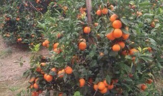 沃柑栽培技术 沃柑栽培技术总结