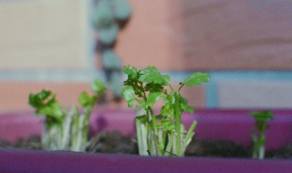 香菜根能种出香菜吗（香菜又叫断阳草）