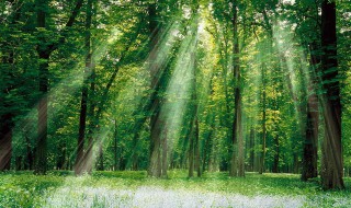 森林里的植物 森林里的植物有助于空气更清新干净的英语