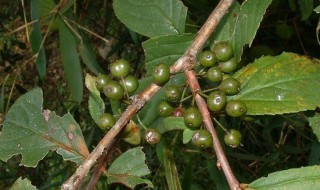 爱心果下山桩怎么种?(爱心果下山桩怎么种植)