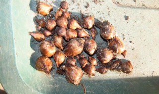 酢浆草球根怎么种(酢浆草球根怎么种的)