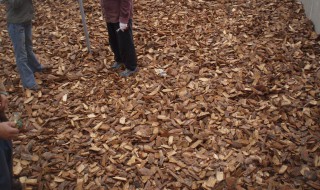 松树皮发酵多久才能用 松树皮发酵多久才能用了