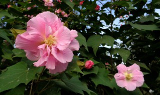 木芙蓉种植方法和注意事项（木芙蓉种植技术）