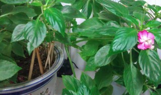 玻璃翠花有毒吗?对人体有害吗? 玻璃翠花有没有毒