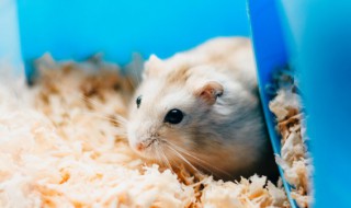 荷兰猪洗澡怎么洗（荷兰猪洗澡洗着就不会动了）