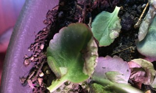 长寿花生虫怎么办 长寿花老生虫怎么办