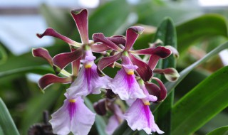 大头树兰怎么养 大头树兰怎么养殖