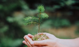 幸福树生介壳虫怎么办(幸福树长介壳虫怎么办,幸福树常见病虫害防治)