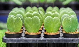 倒心形叶子的植物有哪些（倒心形叶子的植物叫什么）