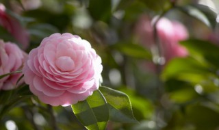 银星海棠花的养殖方法(银星海棠花的养殖方法和注意事项)