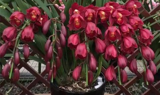 家庭如何养大花蕙兰（家庭如何养大花蕙兰视频）