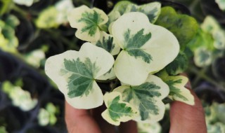 常春藤雪莹如何养叶子圆 常春藤雪莹如何养叶子圆形