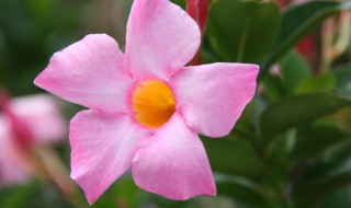 怎样让飘香藤多开花 怎样让飘香藤多开花呢