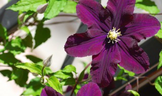 铁线莲黄叶是怎么回事(铁线莲叶子枯黄)