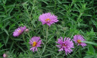 荷兰菊叶子发黄怎么办（荷兰菊叶子蔫了怎么回事）