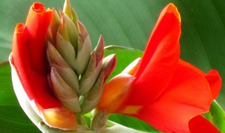 美人蕉冬天怎么过冬 美人蕉冬天怎么过冬应该怎么办