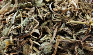 蒲公英茶的禁忌需要注意什么 蒲公英茶的禁忌需要注意什么呢