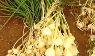 野蒜怎么做好吃（小蒜怎么做好吃）