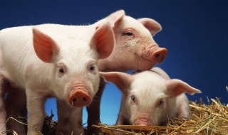 猪吃猪肉会怎么样（猪为啥不能吃猪肉）
