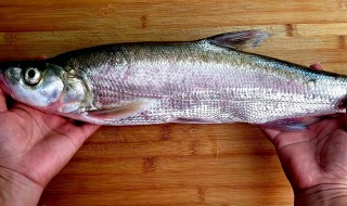 子鱼怎么做好吃（鱼怎么做的好吃）