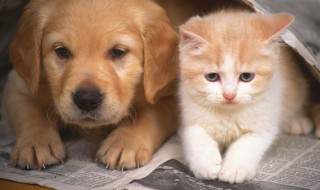 金毛自制狗粮的做法大全（金毛自制狗粮的做法大全视频）