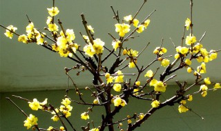 梅花秋季怎么管理 梅花秋季怎么管理好
