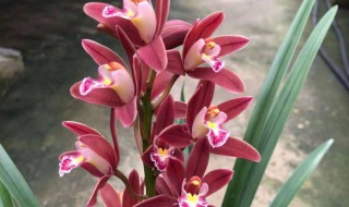 蕙兰品种 蕙兰品种大全