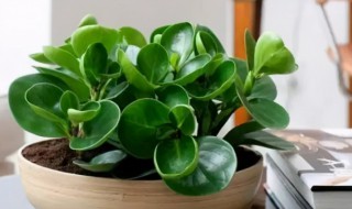 豆瓣绿怎样扦插(豆瓣绿怎样扦插最容易生根成活)