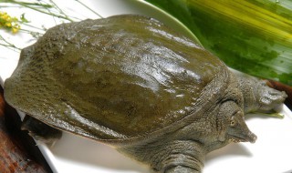 烧甲鱼怎么做好吃（烧甲鱼怎么做好吃视频）