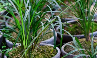 建兰在室内养注意什么（建兰的养殖方法和注意事项）