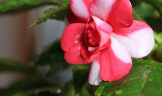 水梅花花苞打不开什么原因（水梅花花苞打不开什么原因）