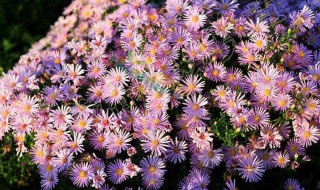 荷兰菊花苞枯萎是怎么回事（荷兰菊的花苞枯萎）