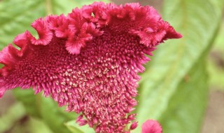 鸡冠花都有哪些作用（鸡冠花都有哪些作用呢）