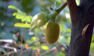 菠萝蜜怎么种植开花结果早（菠萝蜜怎么种植开花结果早熟）