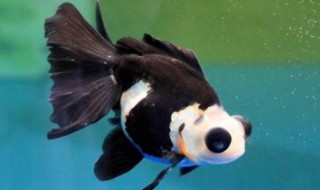 熊猫鱼怎么繁殖 熊猫鱼怎么繁殖视频