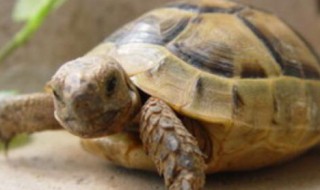 小龟苗第一年怎么过冬（小龟苗第一年怎么过冬沈阳）