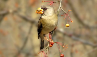 怎样人工繁殖蜡嘴雀 蜡嘴雀的人工繁殖