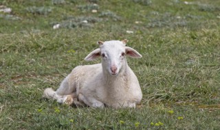 羊五行属什么 羊五行属什么土