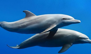 海豚如何繁殖 海豚的繁殖方式