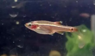 白云金丝如何繁殖 白云金丝繁殖方法