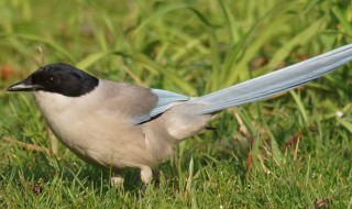 灰喜鹊怎么分公母 灰喜鹊怎么看公母