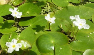 一叶莲叶子发黑是怎么回事 一叶莲叶子发黑是怎么回事啊