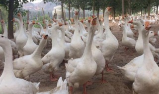 鹅是怎么受精繁殖（鹅是怎么受精繁殖后代的）