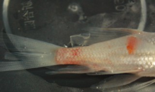 鲤鱼尾巴发红是怎么回事（鲤鱼尾巴发红是怎么回事可以吃吗需要放生吗）