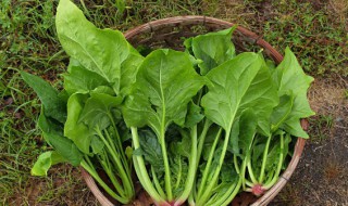 菠薐是什么意思 菠菜的菠是什么意思