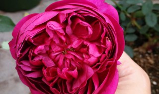 秋日胭脂月季怎么养 秋日胭脂月季养殖方法