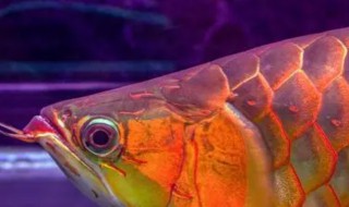 小红龙鱼怎么养长得快 小红龙鱼怎么养长得快又好看