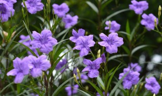 翠芦莉怎样过冬 翠芦莉种植时间